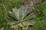 Common mullein